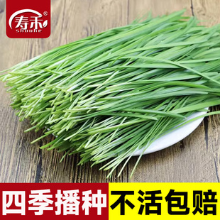 韭菜种子种籽子苗菲菜红根四季 根苗紫根菜籽蔬菜孑籽种小叶宽叶根