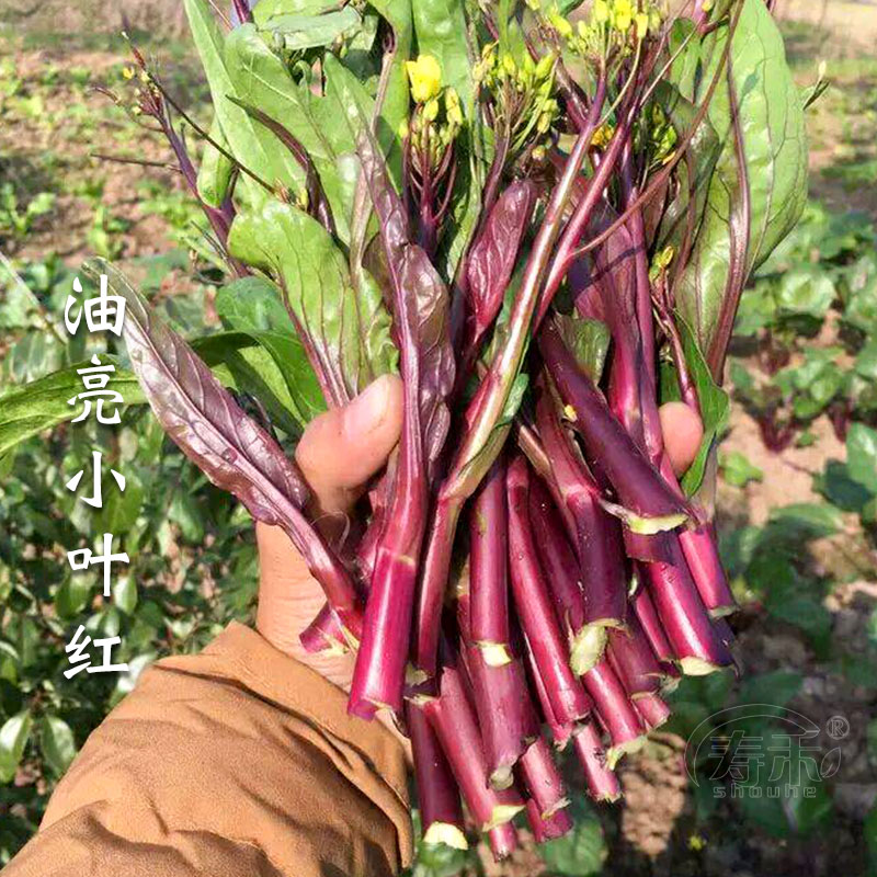 红菜苔种子紫种籽四季蔬菜