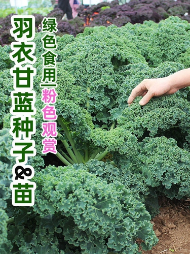 Yuyou Gan Blue Seed Seed Seed Seeds Seeds и съедобные пурпурные семена семян овощ