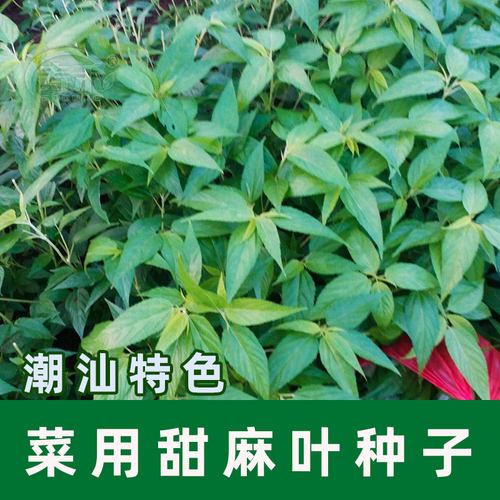 潮汕特产凉拌麻叶种子