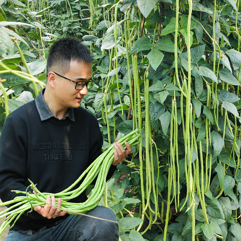 长豆角种子苗秧豇豆四季豆蔬菜种籽大全孑豆角苗豆种无架豆角芸豆 鲜花速递/花卉仿真/绿植园艺 家庭园艺种子 原图主图