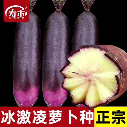 冰激凌水果萝卜种子紫皮白心大全