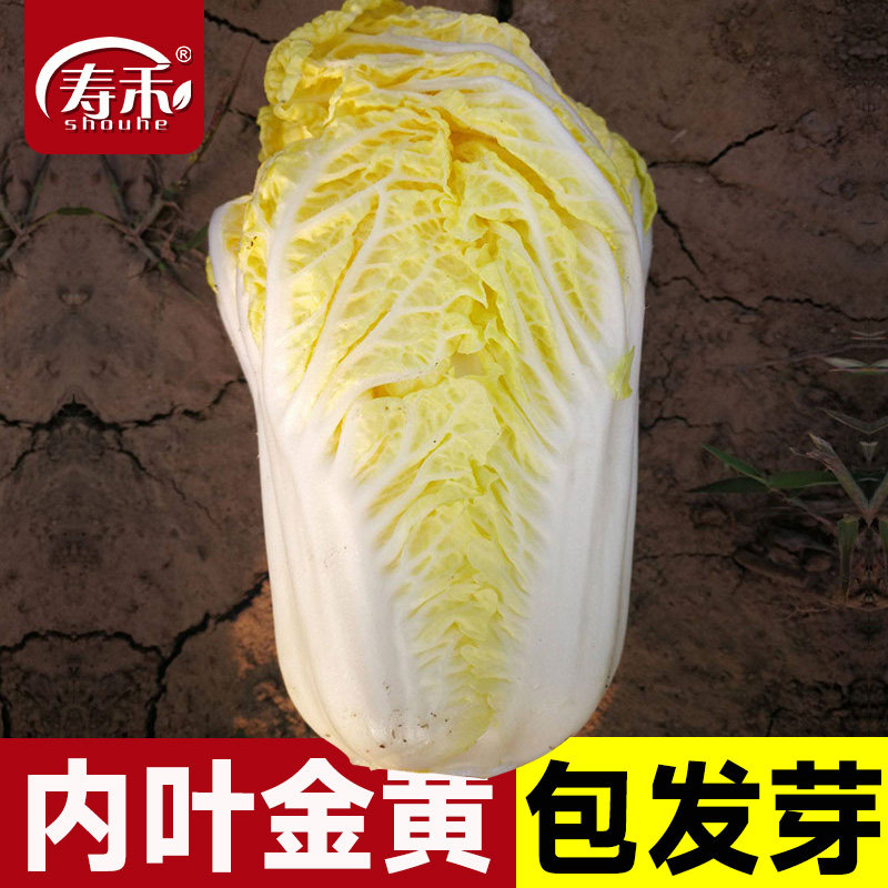 高山娃娃菜种子小白菜先风图片