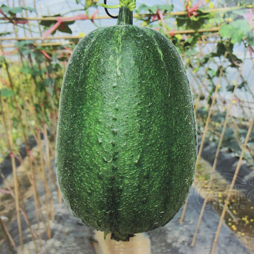 蔬菜台湾青苹盆栽四季播丝瓜种子