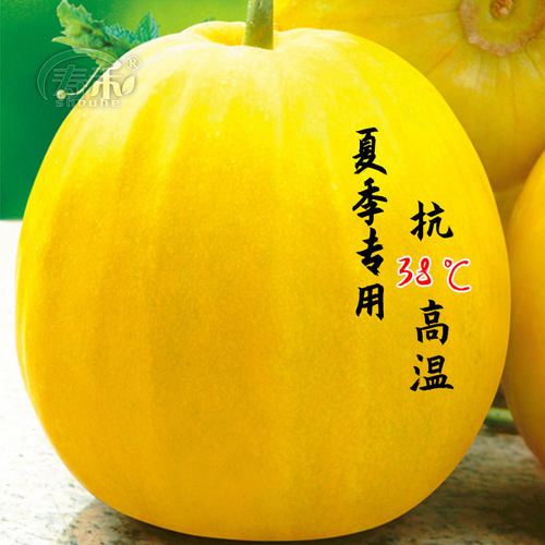 秋甜耐热黄皮甜瓜种子