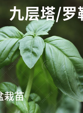 可食用九层塔种子种籽苗紫罗勒阳台四季盆栽金不换香草九成塔孑叶