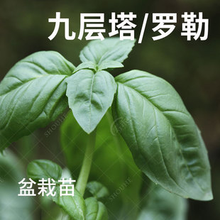 可食用九層塔種子種籽苗紫羅勒陽(yáng)臺(tái)四季 盆栽金不換香草九成塔孑葉