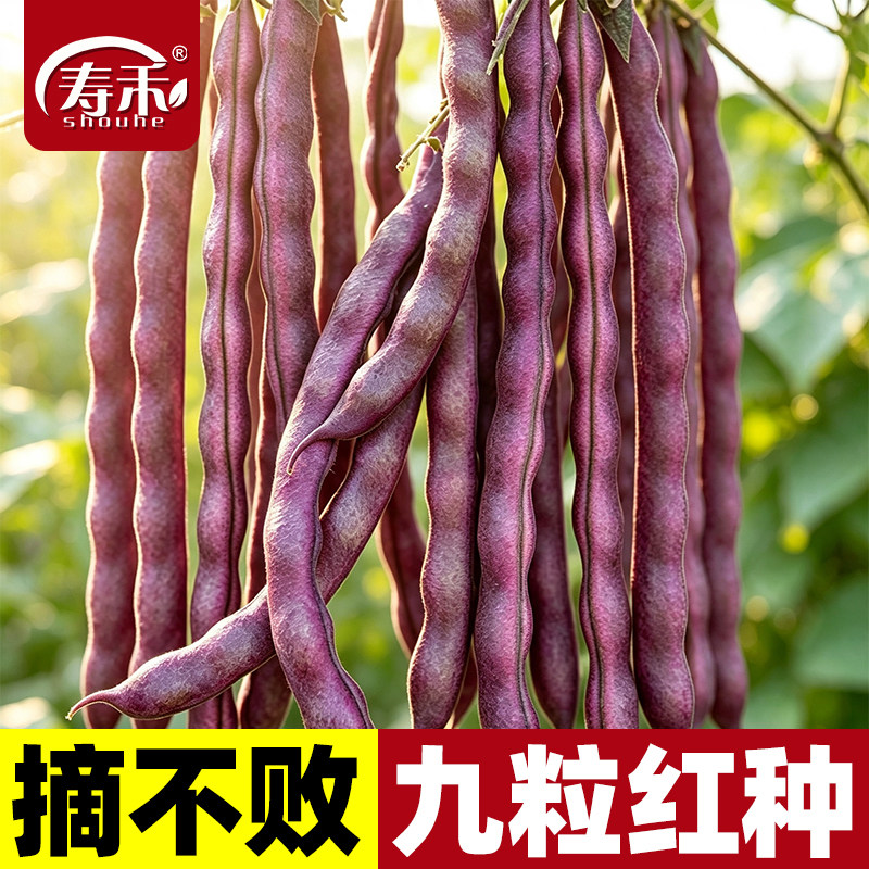 九粒红芸豆种子种籽孑秋豆角架豆扁豆八月忙四季豆摘不败白不老图片