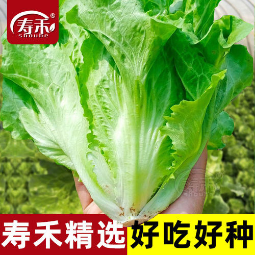 罗马耐抽苔生菜意大利秋冬四季