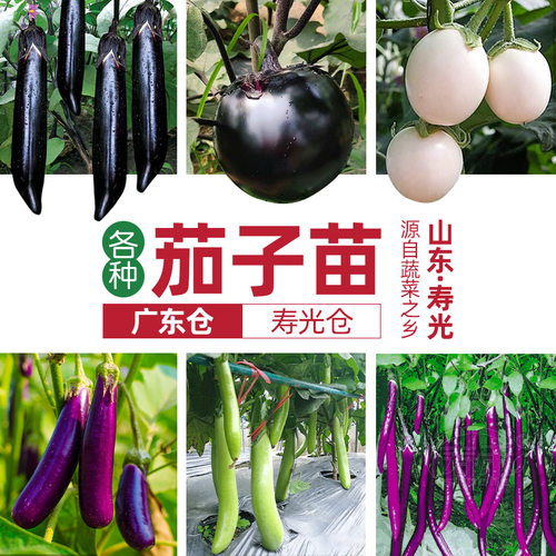 杭茄长茄种子苗特大秧苗茄子白四季种籽孑青秧大全带土各种菜子种