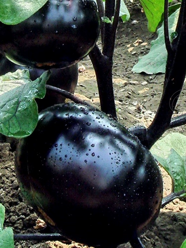 Японские круглые семя семян семян семян семян/черного сокровища.