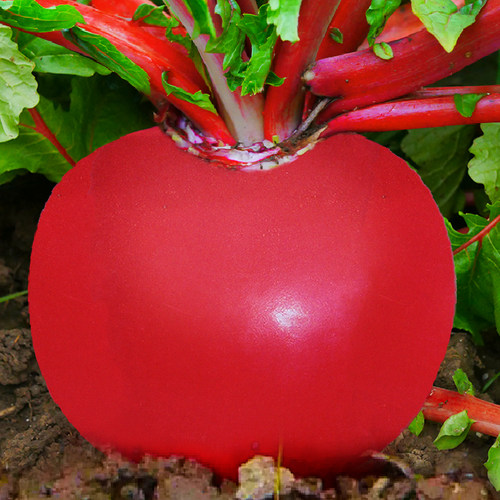 大禹萝卜种子红皮樱桃四季