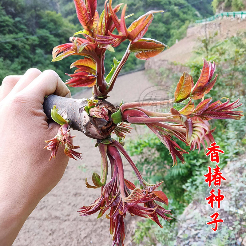 红油红香椿种子芽苗菜四季树籽