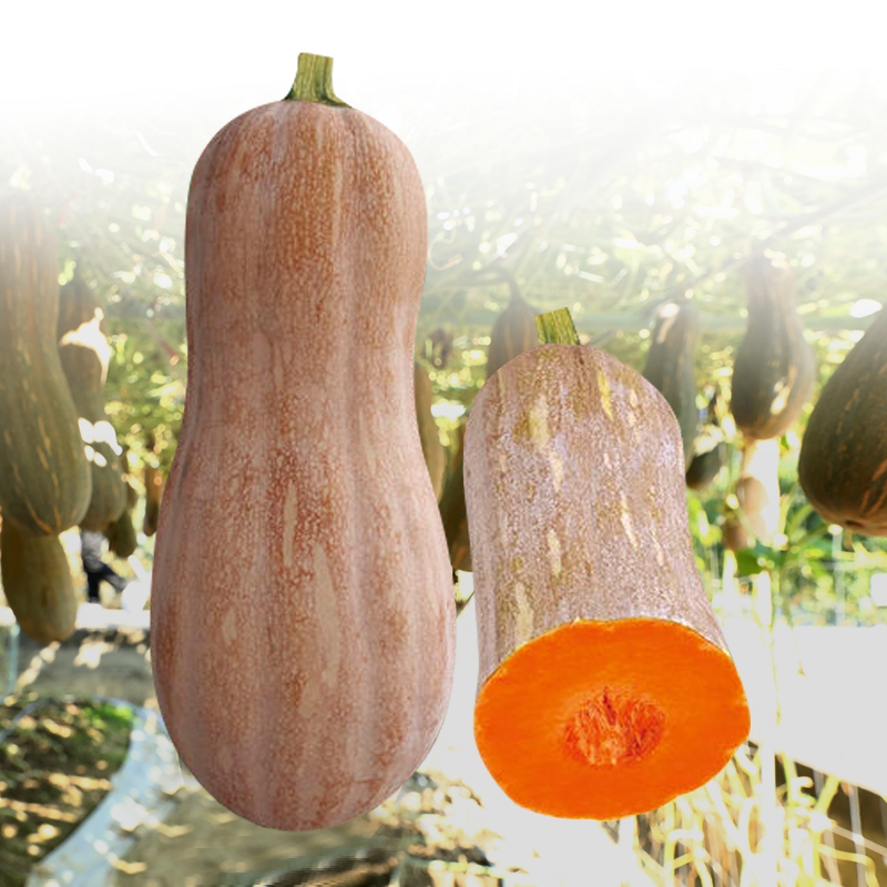 蜜本南瓜种子超甜特甜南瓜种籽高产香甜春季南方四季孑金韩密本,鲜花速递/花卉仿真/绿植园艺,家庭园艺种子,淘宝优惠券,粉丝福利购,淘宝优惠卷