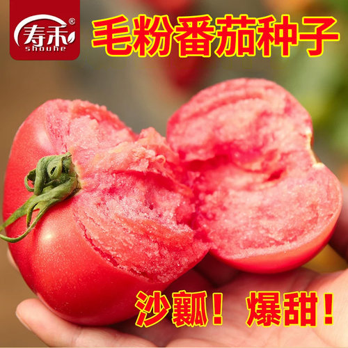 毛粉802番茄种子大果西红柿种籽子四季老品种蔬菜苗秧孑秧苗 - 封面