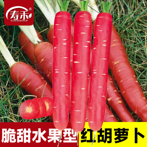 红色胡萝卜种子四季紫色水果