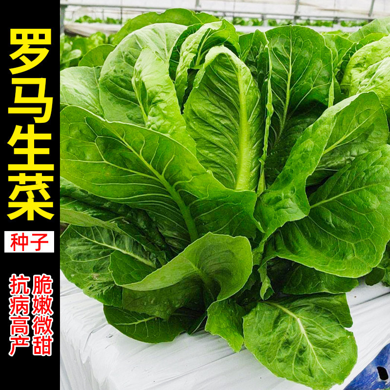 紫罗马生菜种子种籽紫叶红叶蔬菜直立紫色四季籽种盆栽菜籽孑大