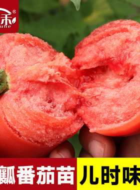 番茄种子苗大西红柿种籽菜苗秧苗蔬菜孑子小矮生黑秧大全菜种夏季