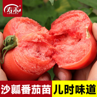 番茄種子苗大西紅柿種籽菜苗秧苗蔬菜孑子小矮生黑秧大全菜種夏季