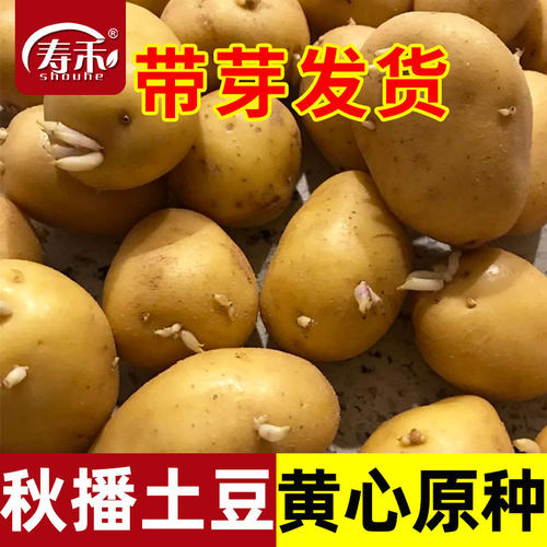 高产黄皮土豆种原种孑种子马铃薯种黄心带芽原种地瓜秋季春季种籽
