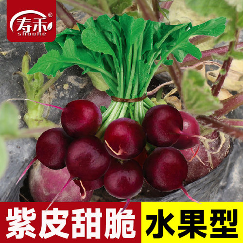 四季樱桃萝卜盆栽水果萝卜种子