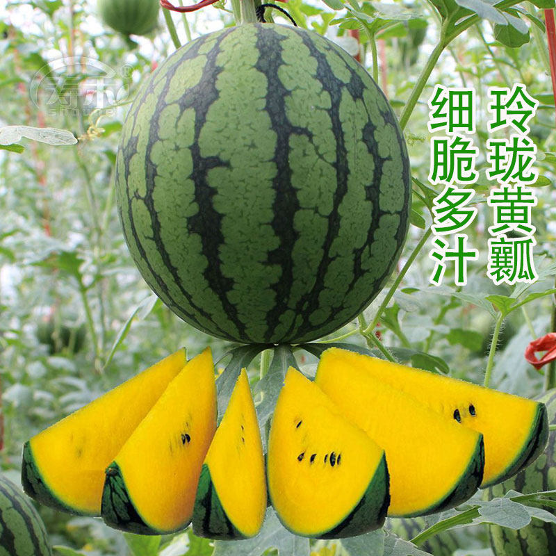 新小兰西瓜种子早熟黄壤肉小西瓜种籽孑高产早熟南方四季绿皮黄瓤,鲜花速递/花卉仿真/绿植园艺,家庭园艺种子,淘宝优惠券,粉丝福利购,淘宝优惠卷