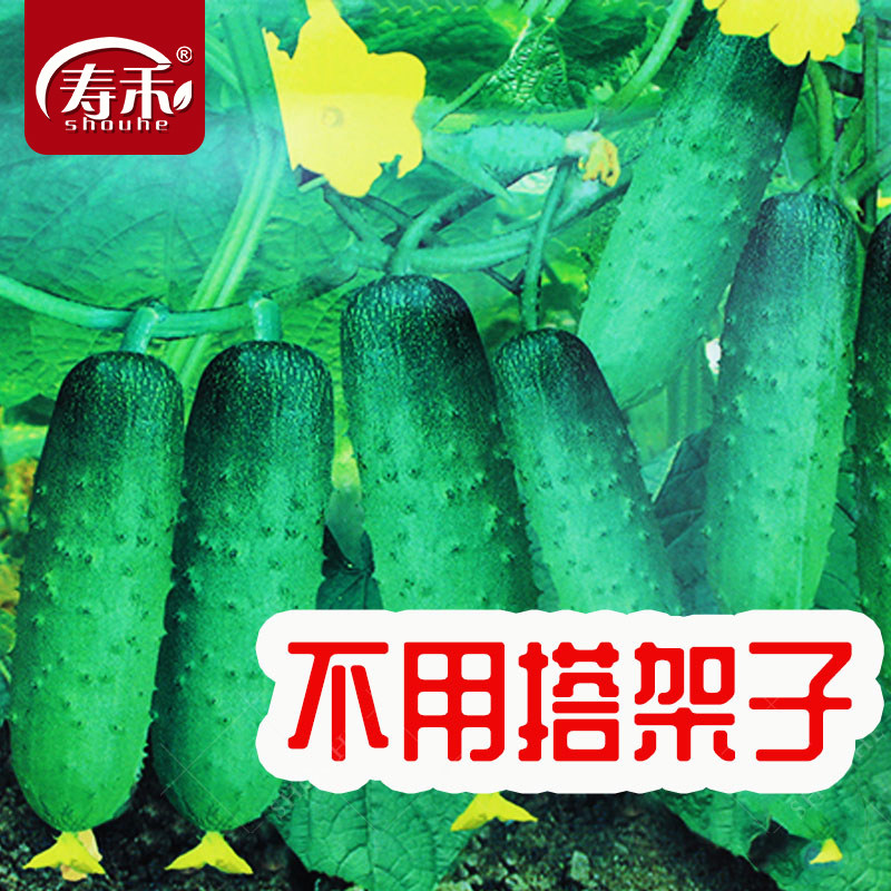 不搭架爬地黄瓜种籽种子苗秋孑四季苗秧蔬菜秧苗水果满地爬新品种,鲜花速递/花卉仿真/绿植园艺,种苗/半成品盆栽,淘宝优惠券,粉丝福利购,淘宝优惠卷