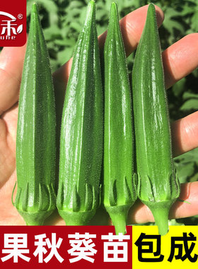 水果秋葵种子苗蔬菜种籽孑春季秧秋癸菜苗四季树苗黄秧苗幼苗带土