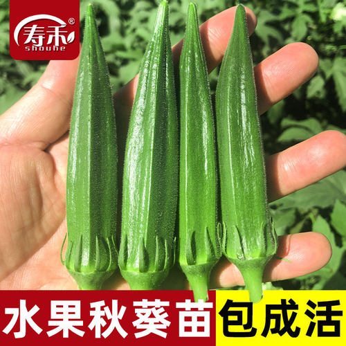 水果秋葵种子苗蔬菜种籽孑春季秧秋癸菜苗四季树苗黄秧苗大苗带土