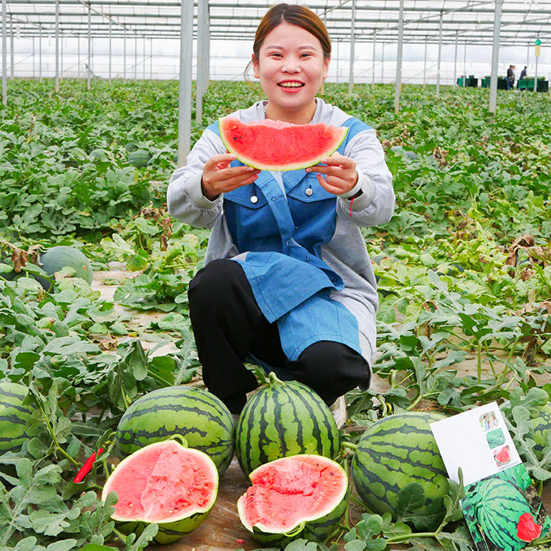 天山美都西瓜种子超甜早熟水果种子盆栽四季种植种籽孑阳台8424,鲜花速递/花卉仿真/绿植园艺,家庭园艺种子,淘宝优惠券,粉丝福利购,淘宝优惠卷