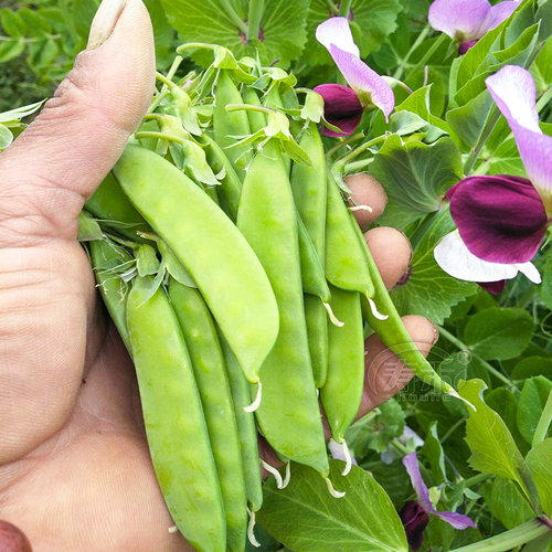 大荚荷兰豆种籽种子四季豆特级