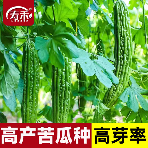 荷兰高产苦瓜种子种籽苗嫁接带土大全孑苹果蔬菜秧苗四季菜苗秧白