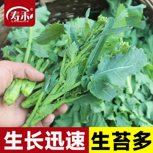 早熟油菜苔种籽种子籽秋冬季 油菜薹种籽菜苔青菜籽种蔬菜孑