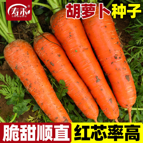 富士七寸胡萝卜种子三红长根高产脆甜大田春秋播种红萝卜种籽