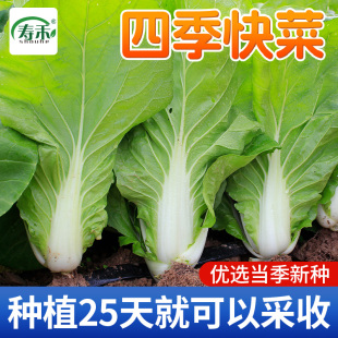 香甜奶油快菜种子种籽四季 小白菜蔬菜青菜菜种孑子籽种大全白莱种