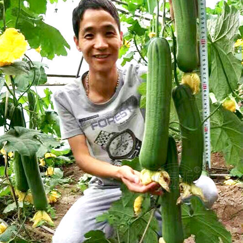 丝瓜特大高产春季蔬菜种子