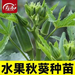 黄秋葵种子种籽苗高产水果四季盆栽红蔬菜大苗菜种带土秧菜籽大全