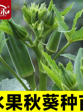 黄秋葵种子种籽苗高产水果四季盆栽红蔬菜孑菜种带土秧菜籽大全