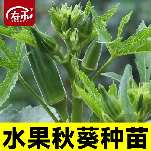 黄秋葵种子种籽苗高产水果四季盆栽红蔬菜孑菜种带土秧菜籽大全