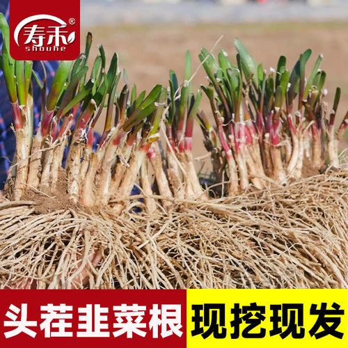现挖红根宽叶韭菜根苗四季种子种籽子阳台苗紫根盆栽籽种小叶根土