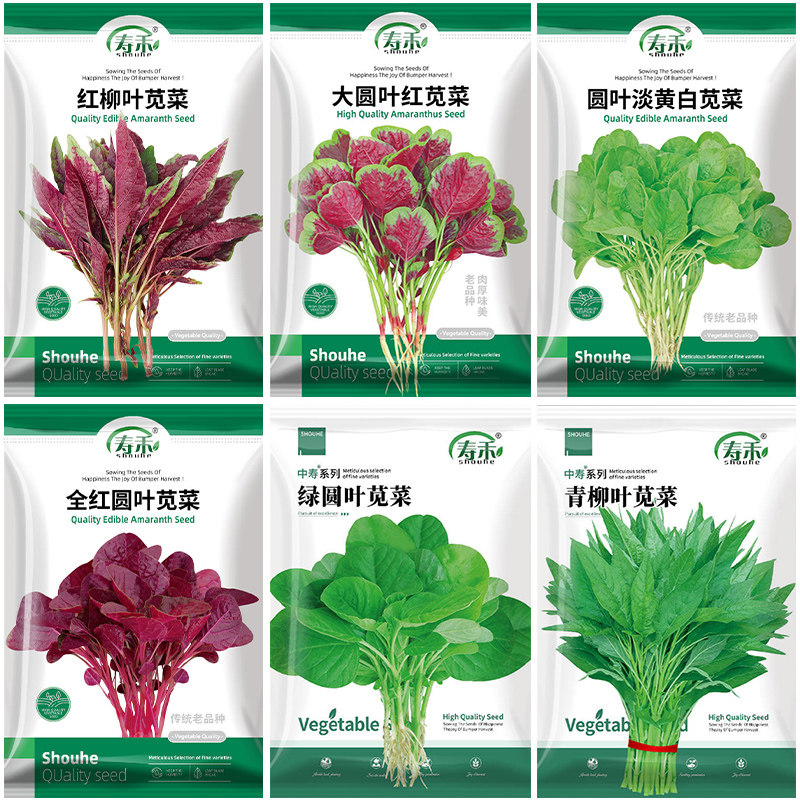 老品种大圆叶红苋菜种子籽种四季孑柳叶夏季蔬菜种籽菜籽菜种大全