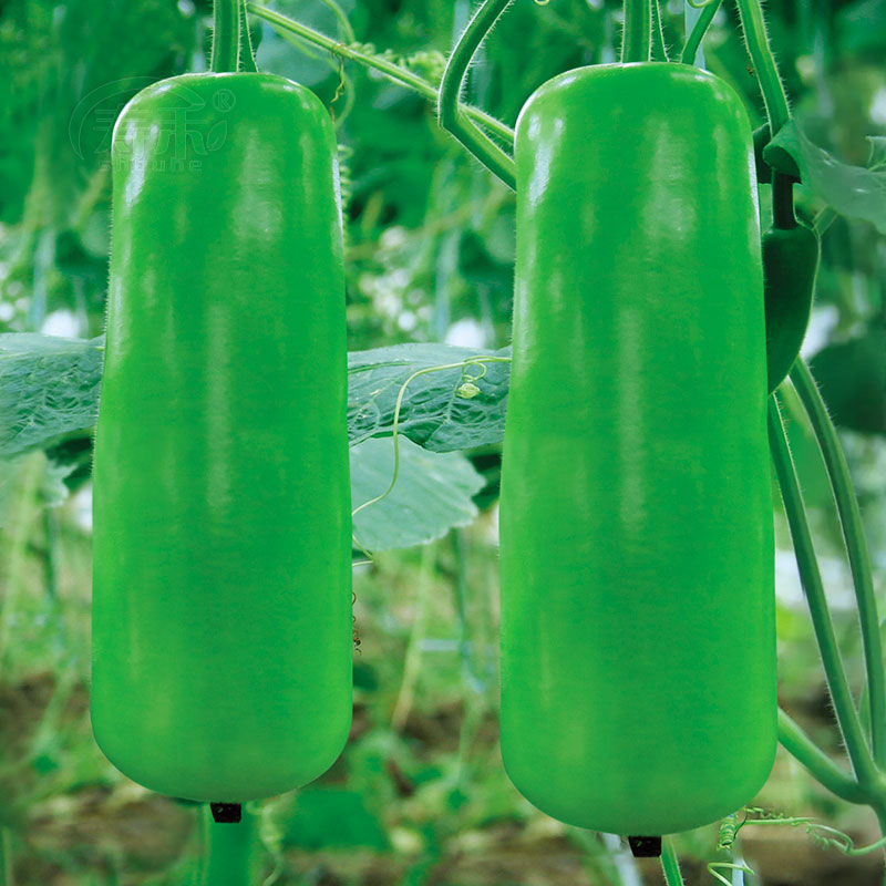 早熟高产耐热蒲瓜蔬菜种子