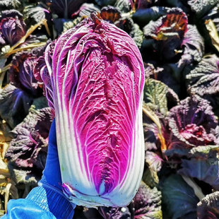 紫白菜種子四季 紫色小紅色娃娃菜大種籽白萊大全孑子紫玉籽種菜種