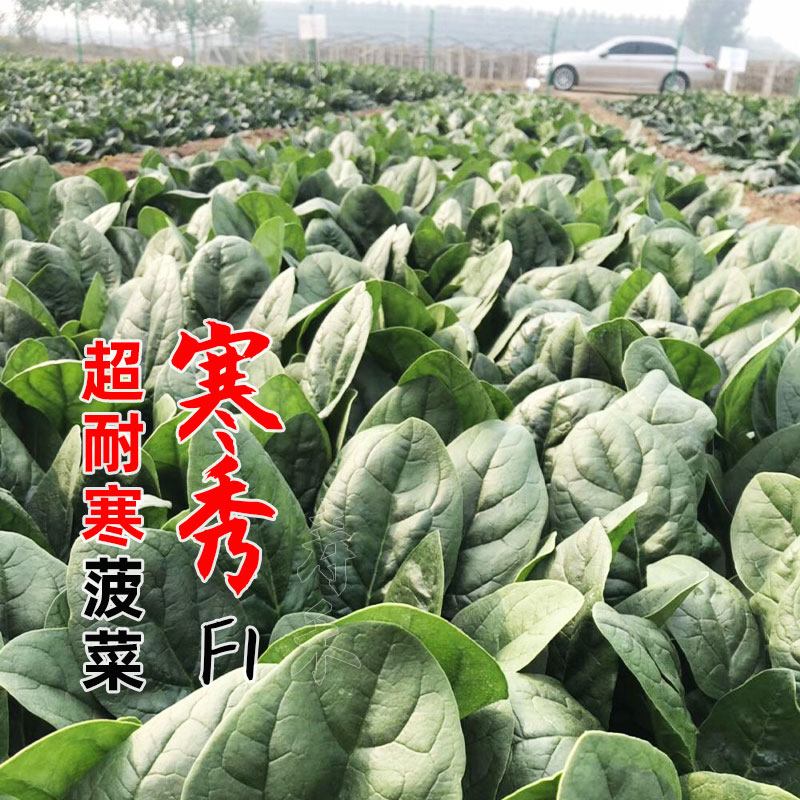 大叶肉菠菜种子孑红根冬季秋冬