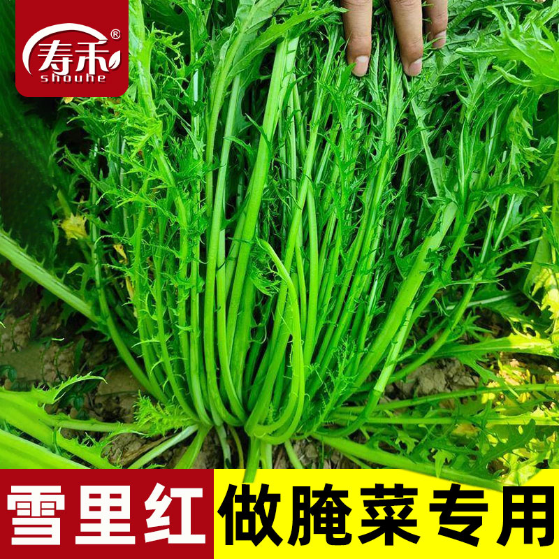 雪里蕻菜种籽菜籽四季雪菜雪里红蔬菜孑芥菜种子秋冬季籽种子菜种