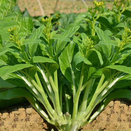 连州菜心种子广东菜苔四季蔬菜