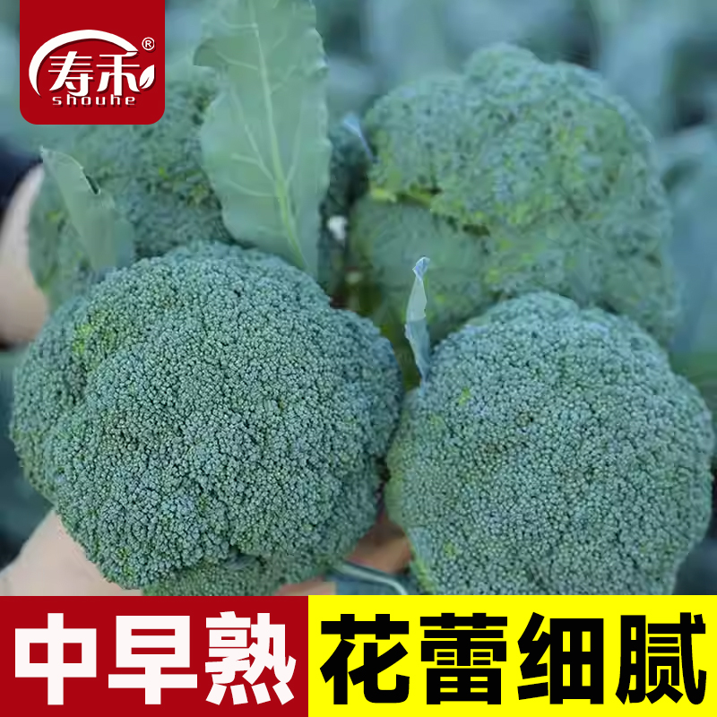 种籽花苗曼陀绿四季优秀