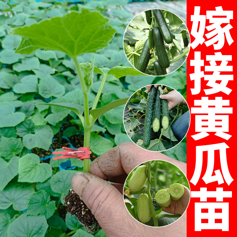 嫁接黄瓜苗水果青瓜各种秧蔬菜苗大全旱黄瓜菜苗幼苗南方春季秧苗