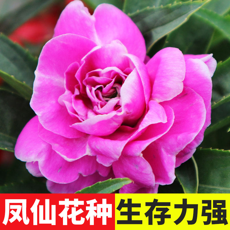 茶花凤仙花种子种籽子孑四季蝴蝶仙花指甲花幼苗学生实验种植套餐