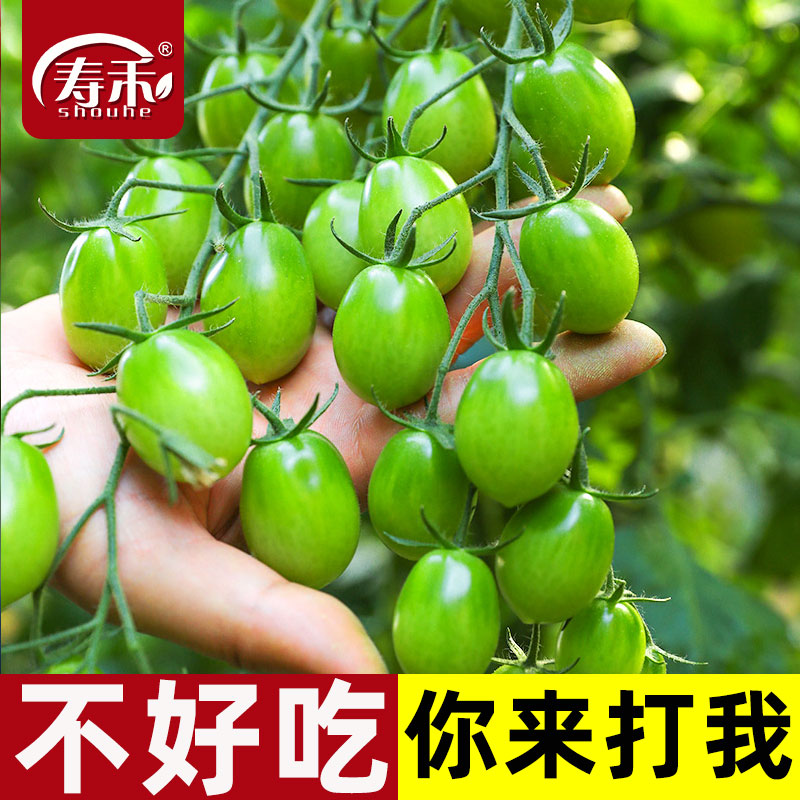 绿色口感型千禧番茄种子孑苗秧